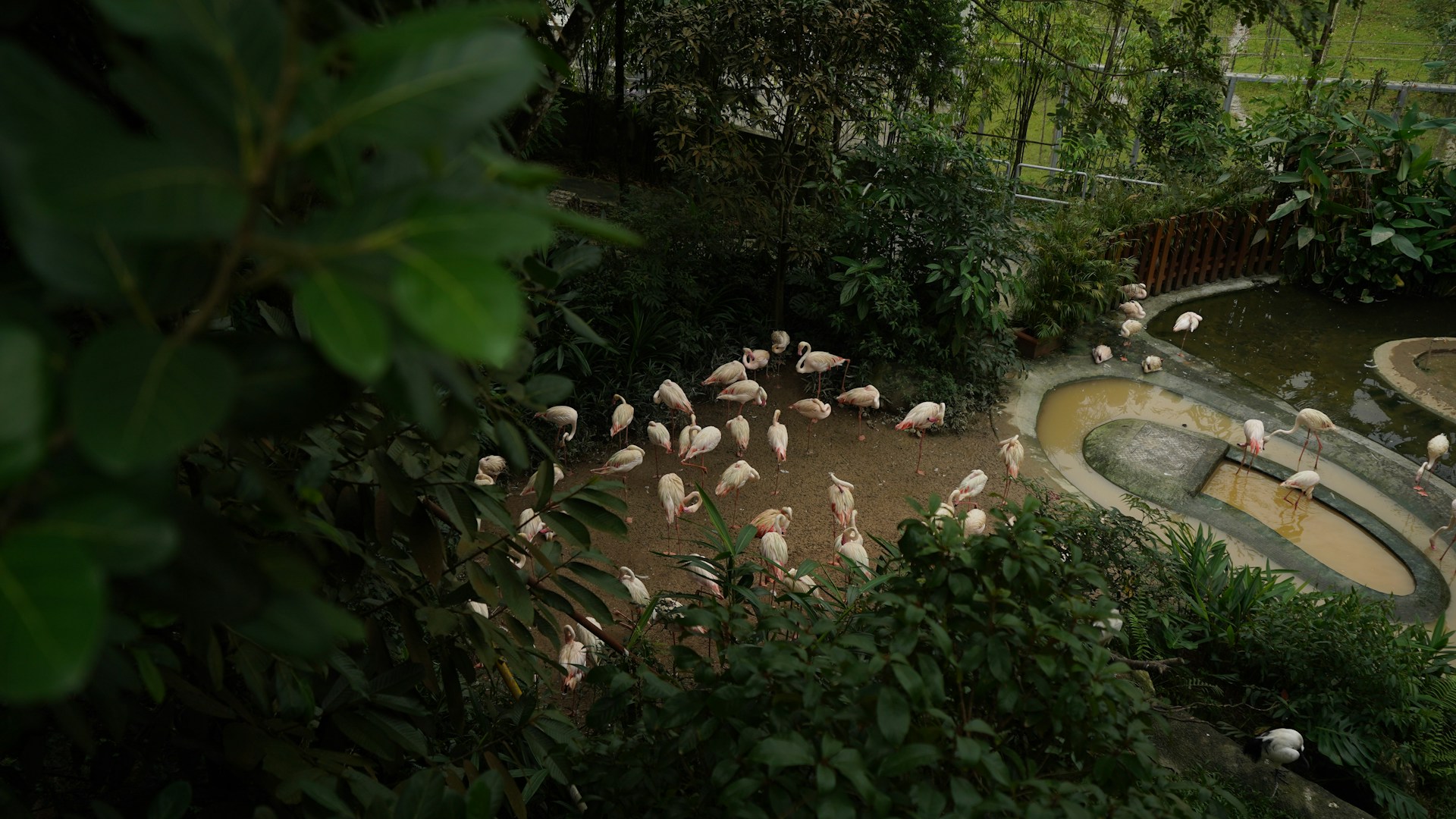 a flock of birds standing around a pond