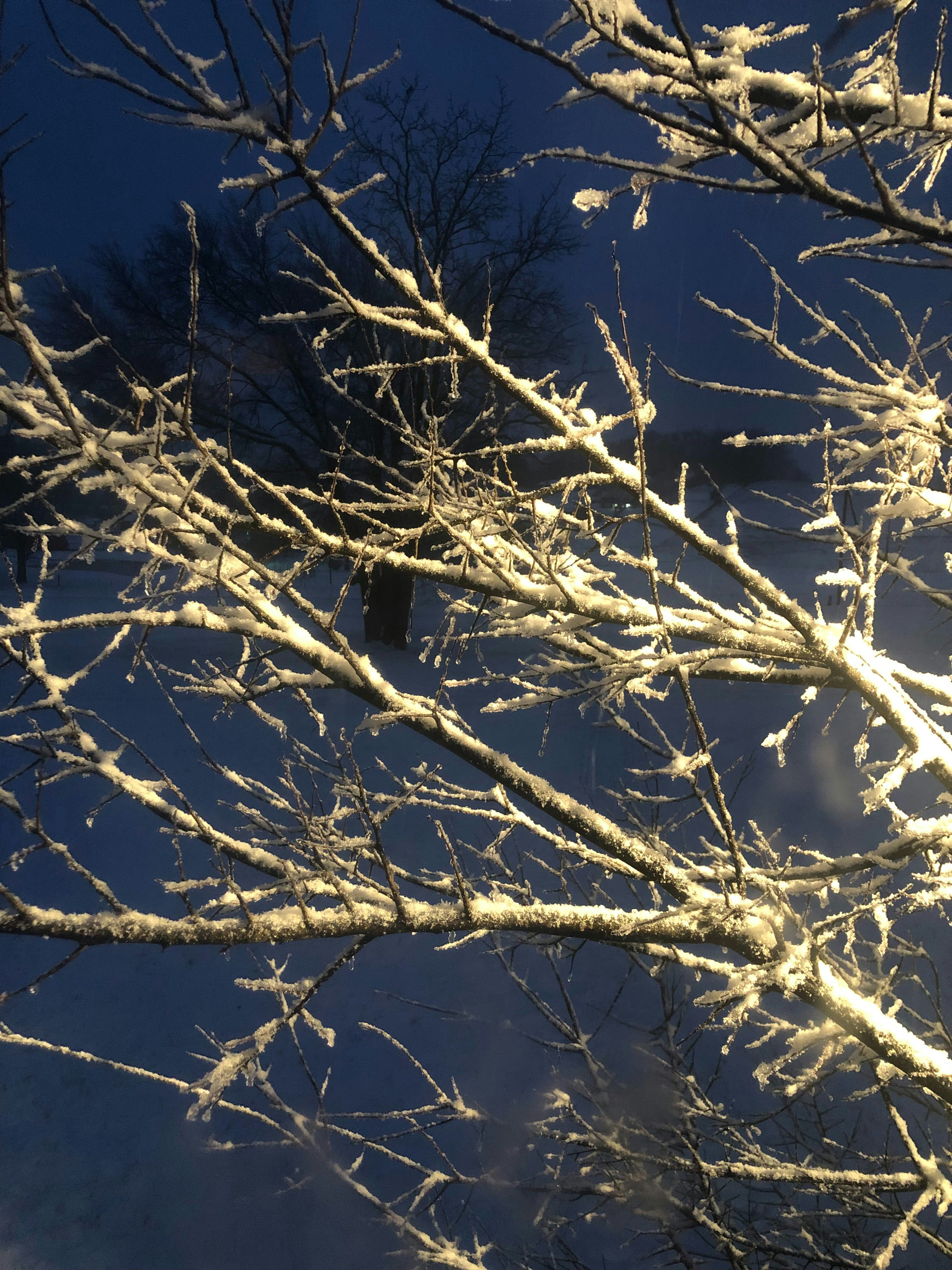 the branches of a tree are covered in snow