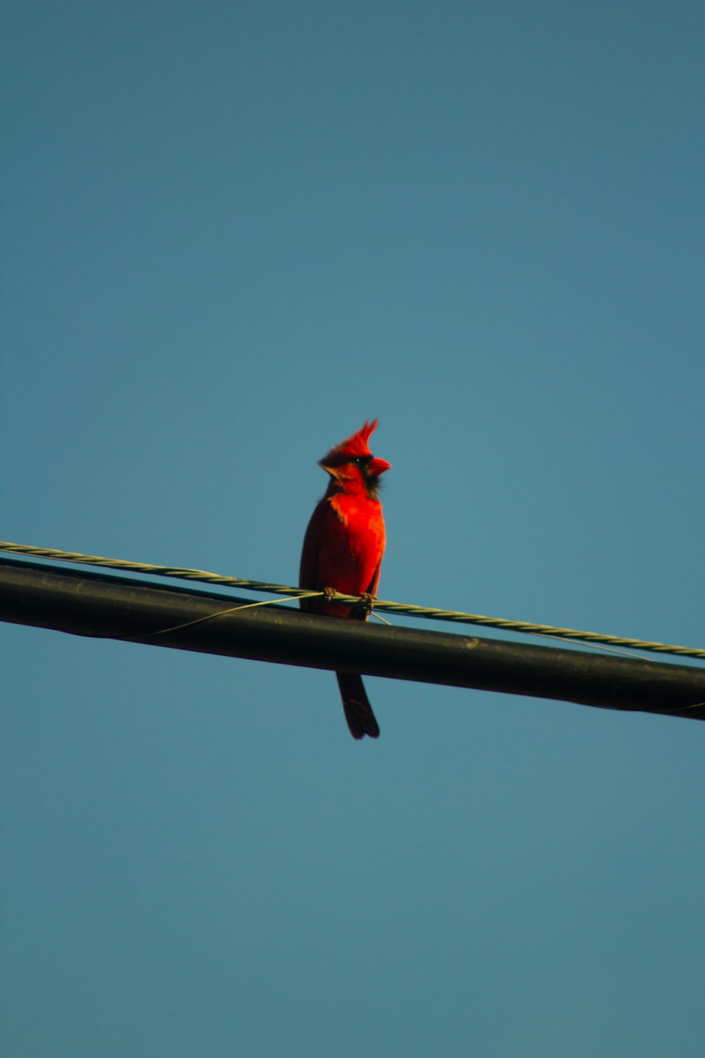 a red bird sitting on top of a power line