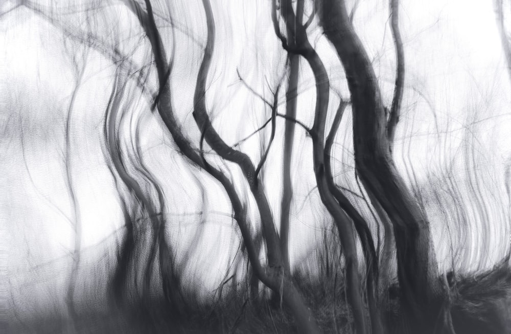 a black and white photo of some trees