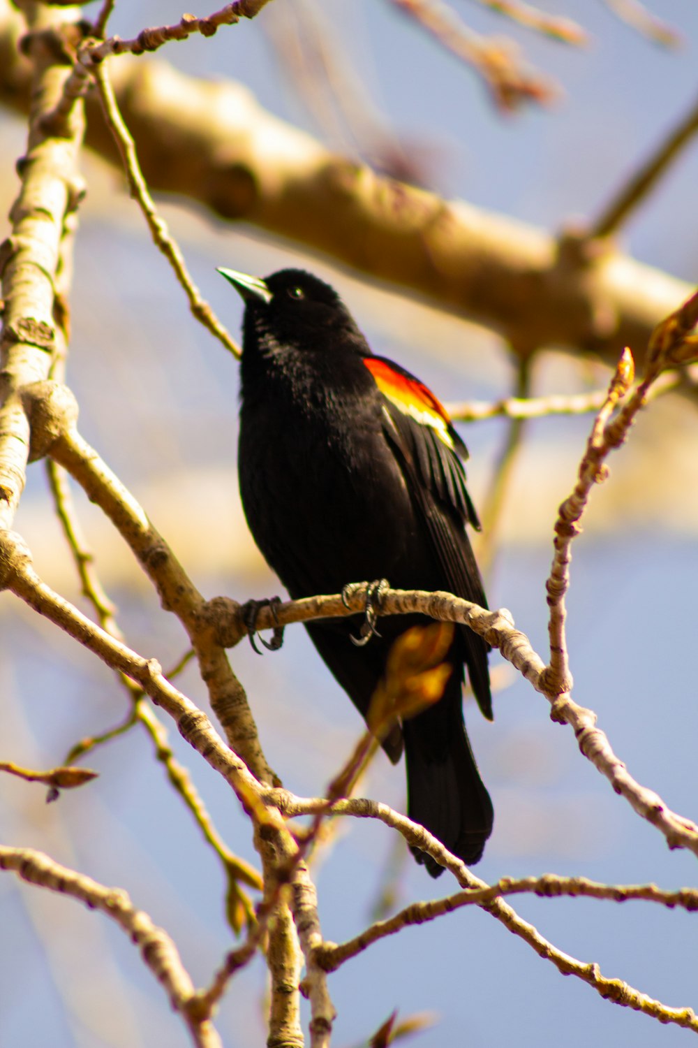 a small black bird perched on a tree branch