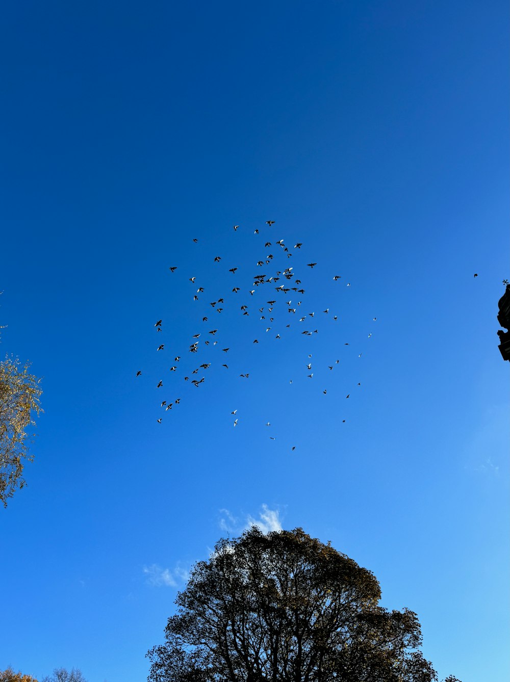 a flock of birds flying in a blue sky