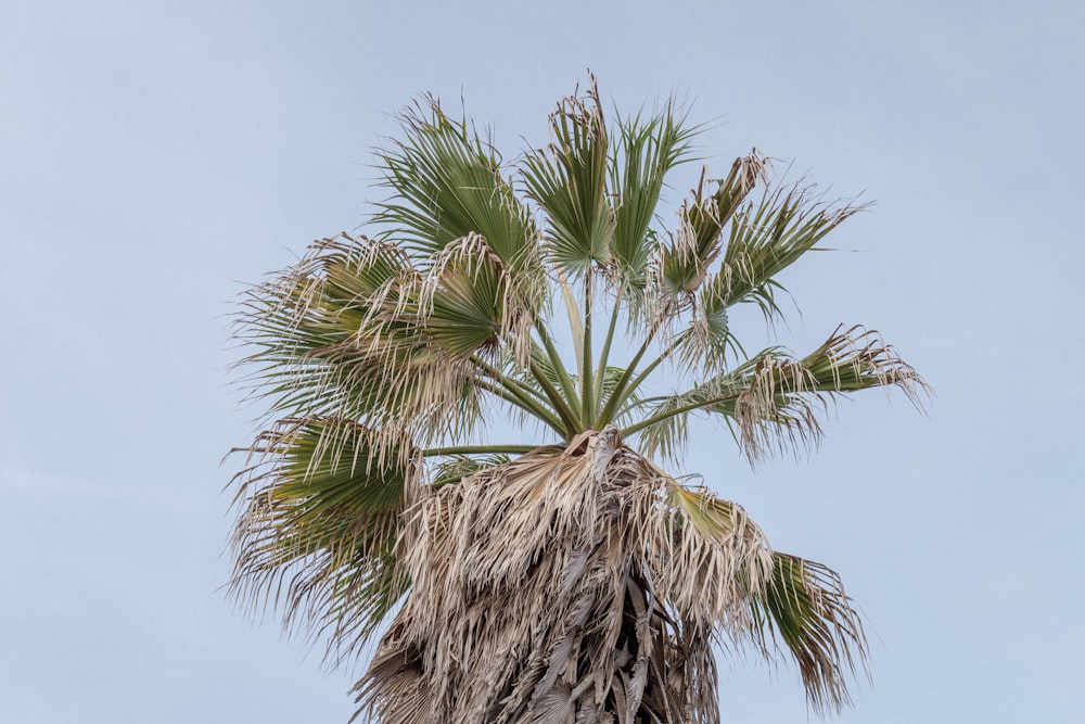 a palm tree with a blue sky in the background