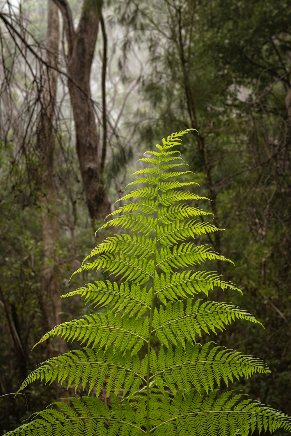 a green fern tree in the middle of a forest