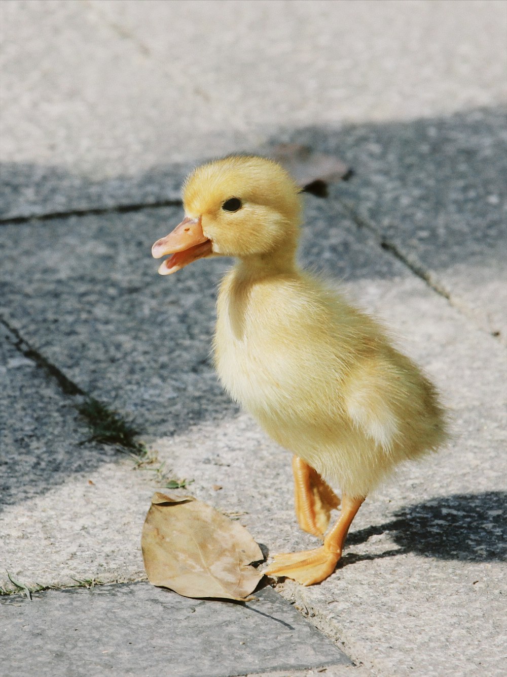 a small duck standing on a sidewalk next to a leaf
