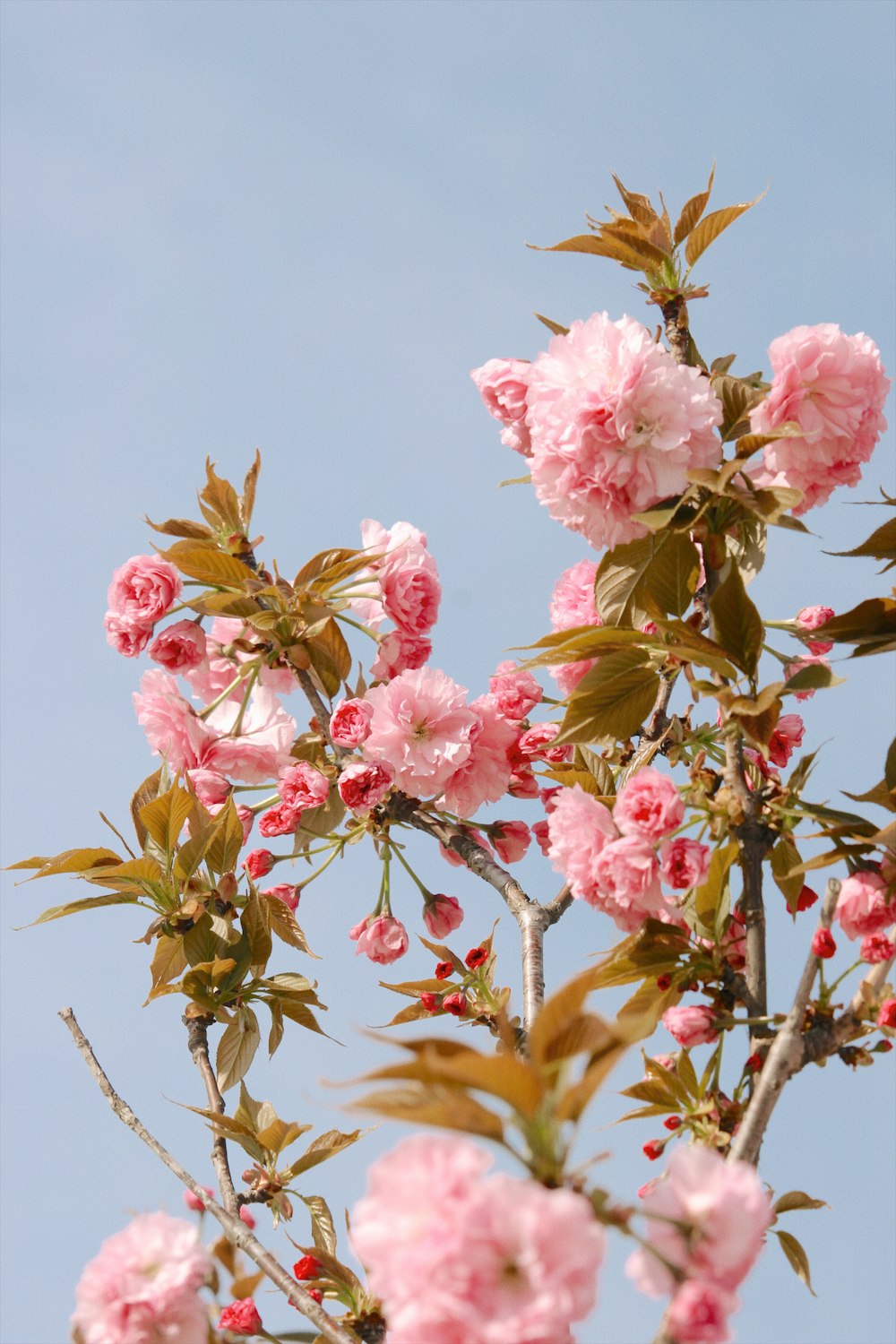 pink flowers are blooming on a tree branch