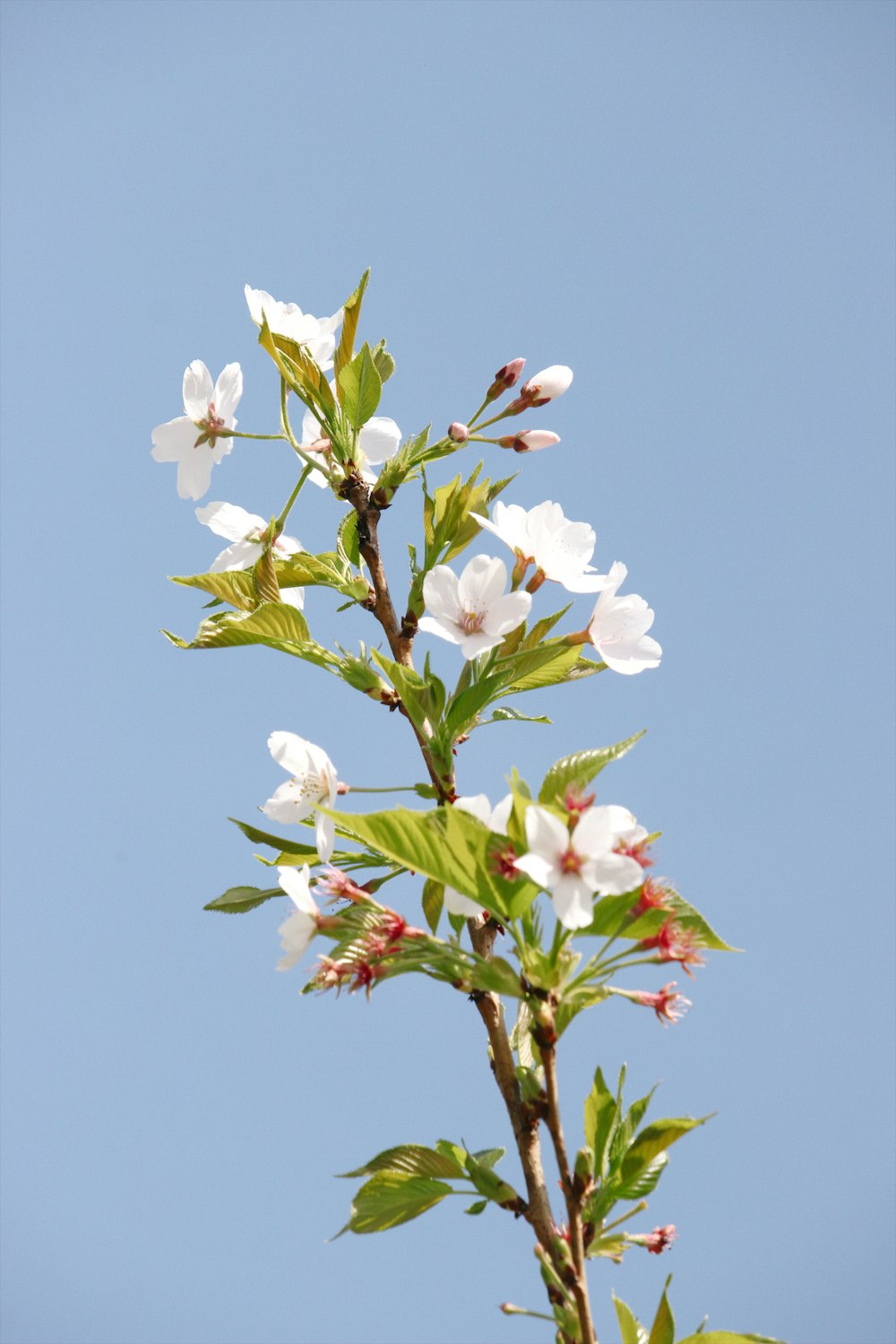 a branch with white flowers against a blue sky