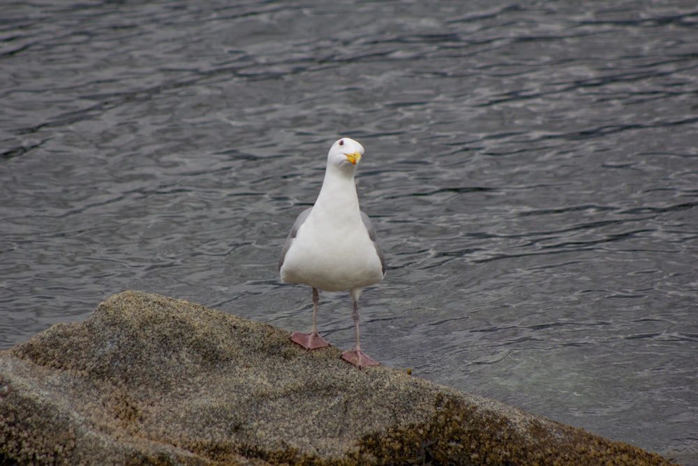 a seagull standing on a rock in the water