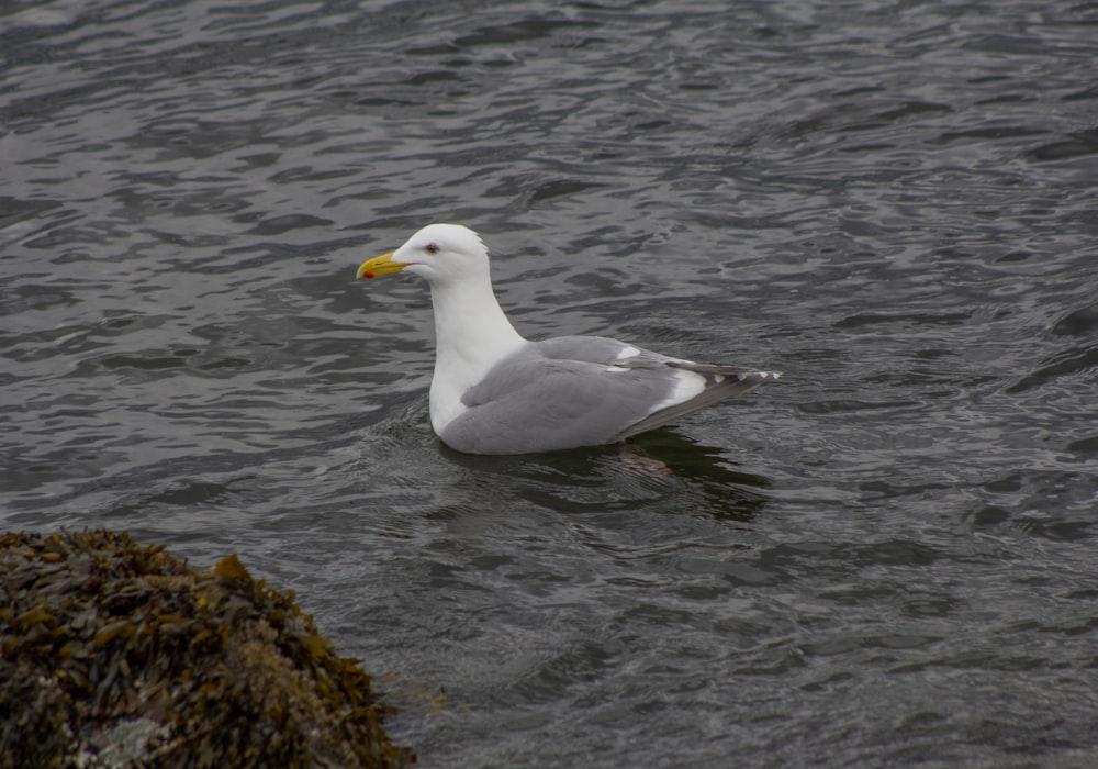 a seagull swimming in a body of water