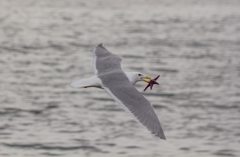 a seagull flying over a body of water