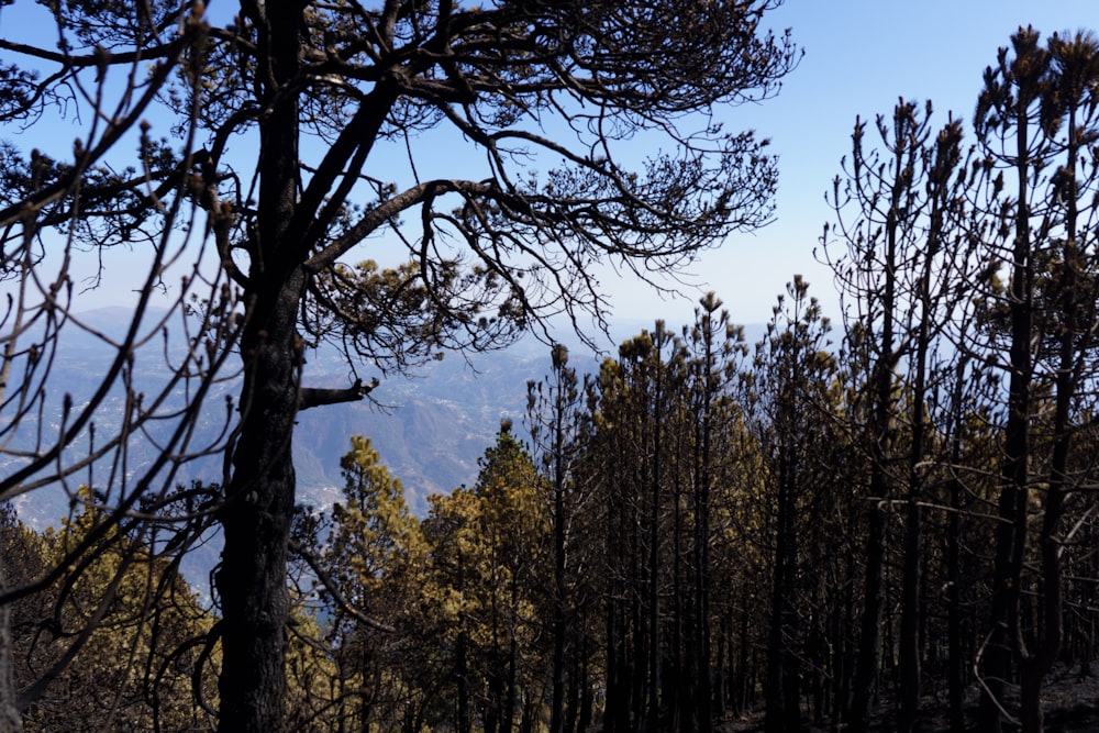 a forest filled with lots of tall trees