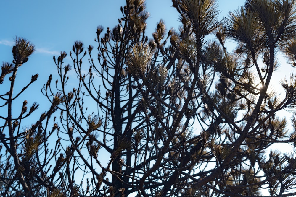 a close up of a pine tree with a blue sky in the background