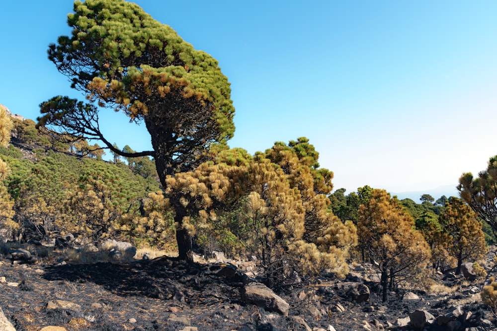 a group of trees that are on a hill