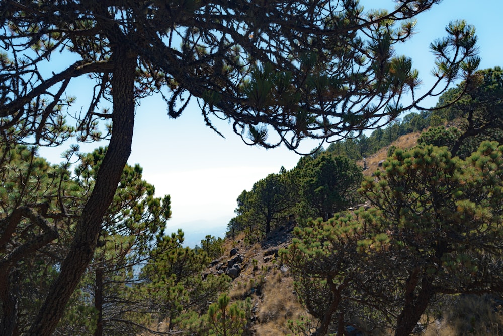 a group of pine trees on the side of a mountain