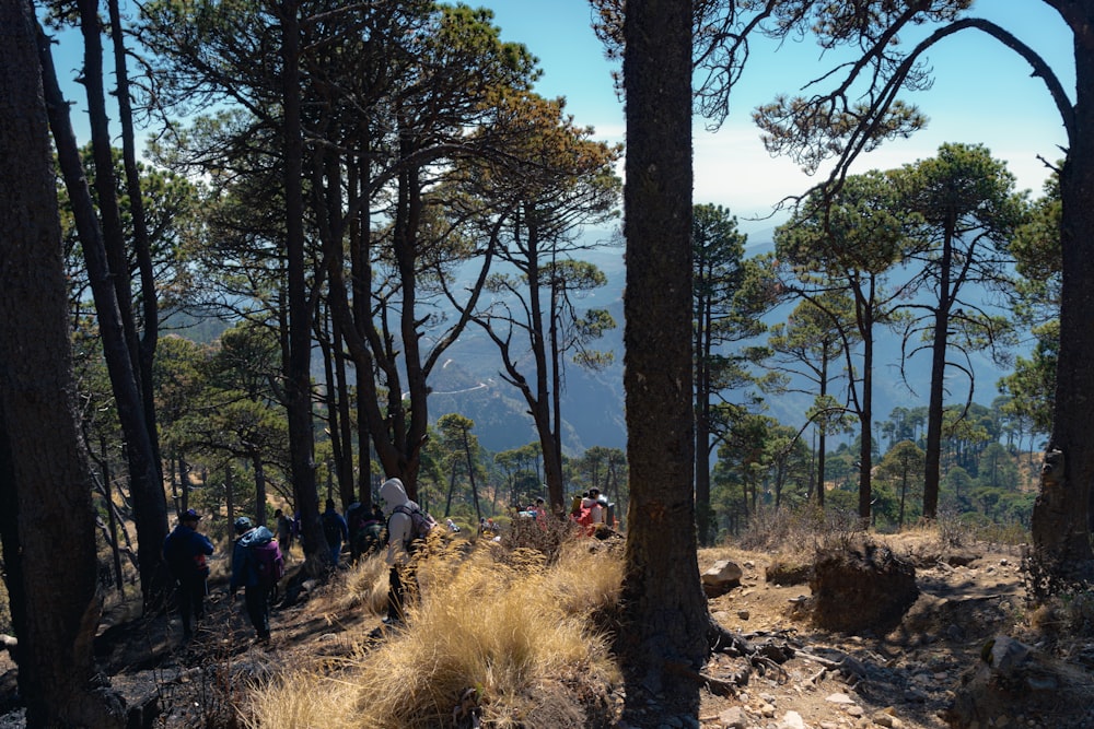 un gruppo di persone che cammina attraverso una foresta