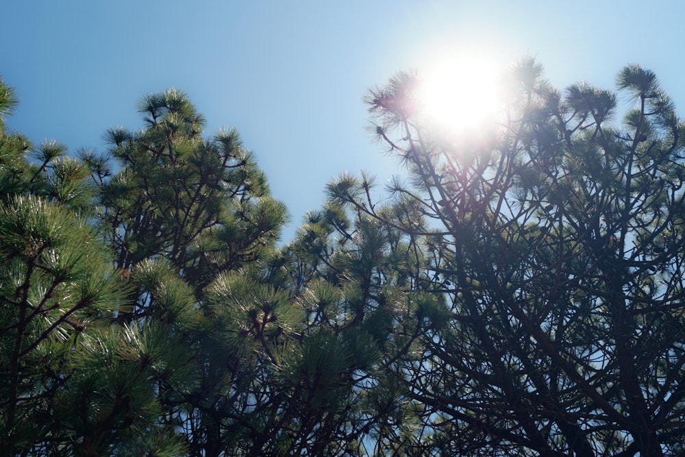 Le soleil brille à travers les branches d’un pin