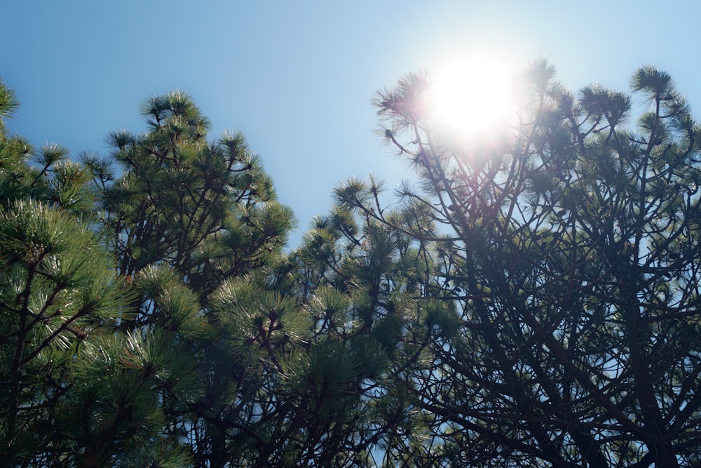 the sun shines through the branches of a pine tree