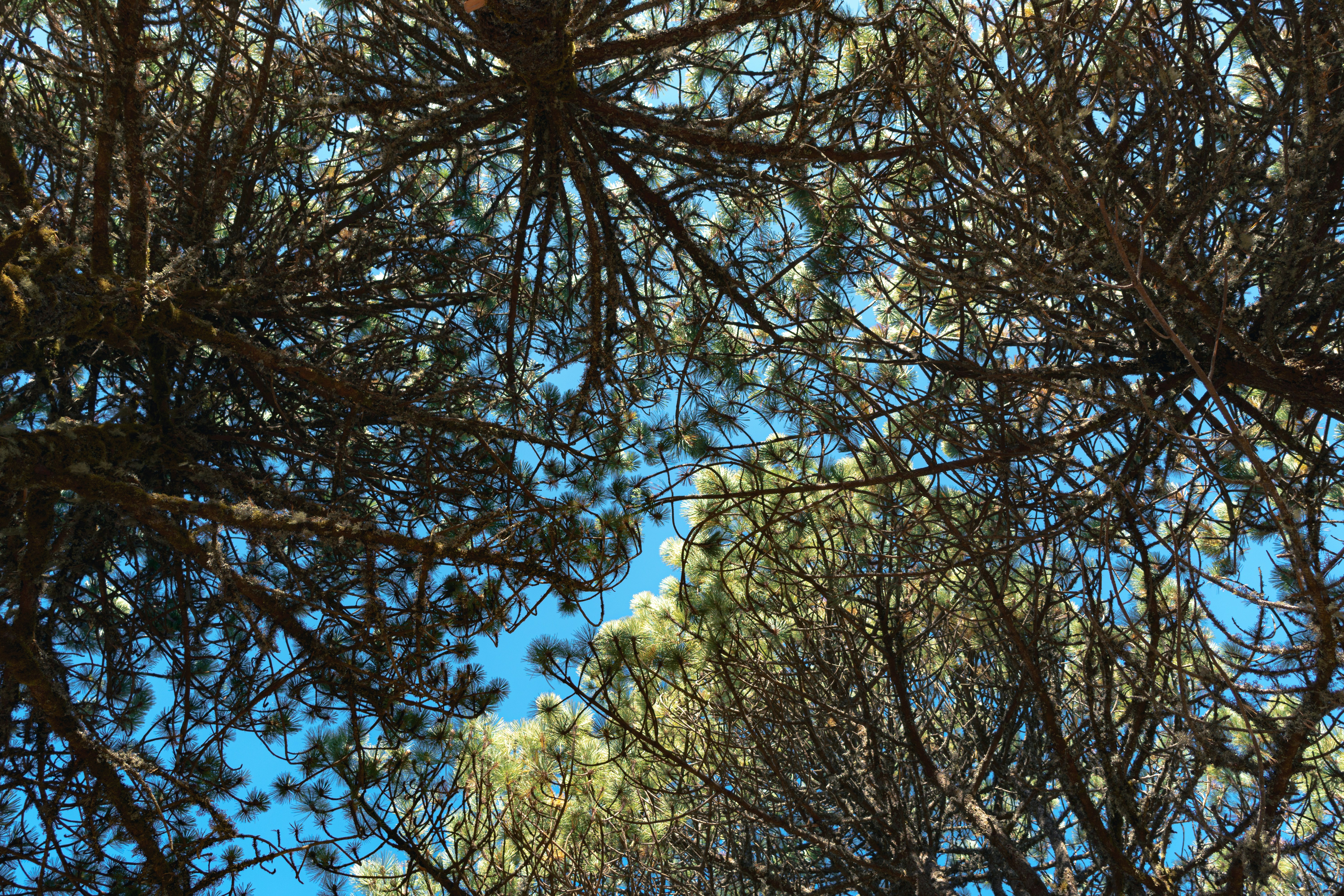 a bird is perched on a branch of a tree