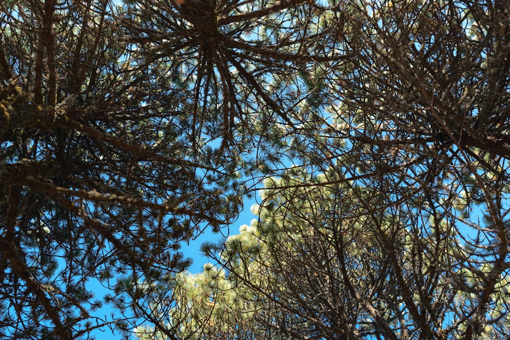 a bird is perched on a branch of a tree