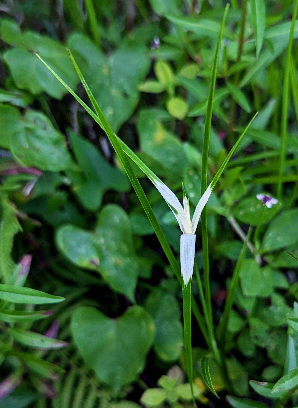 a white flower is in the middle of some green plants