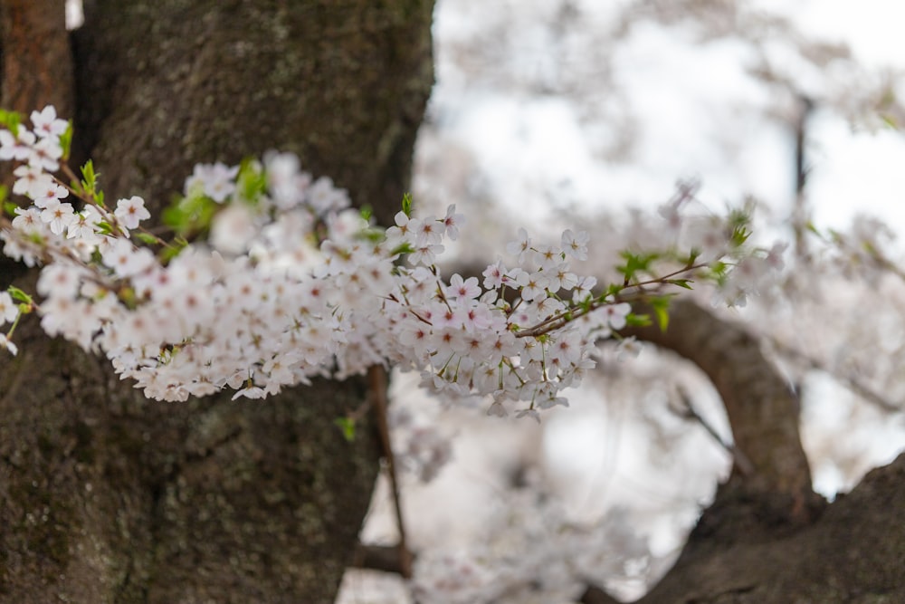 a branch of a tree with white flowers