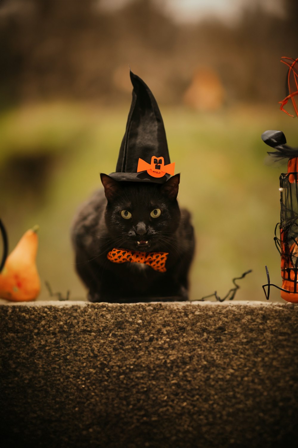 a black cat wearing a witches hat and bow tie