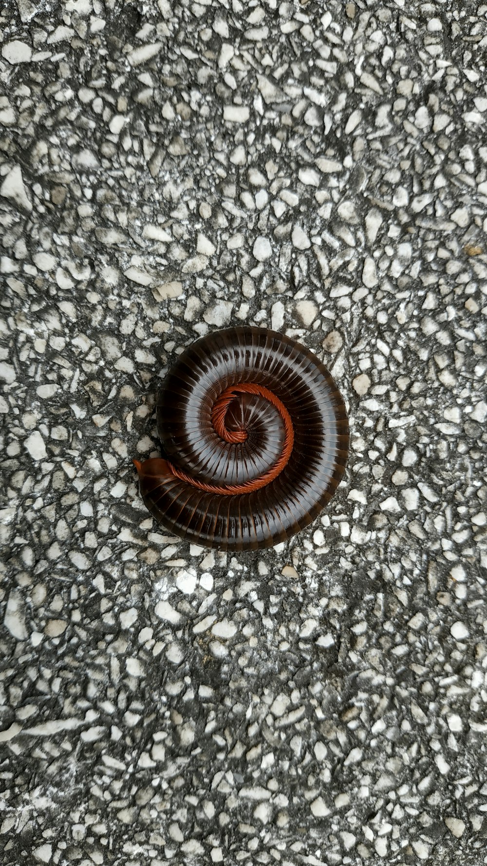 a brown and black object sitting on top of a sidewalk