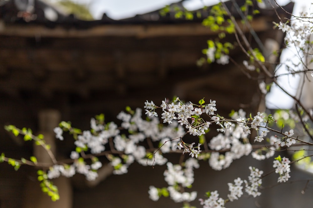 a branch with white flowers in front of a building