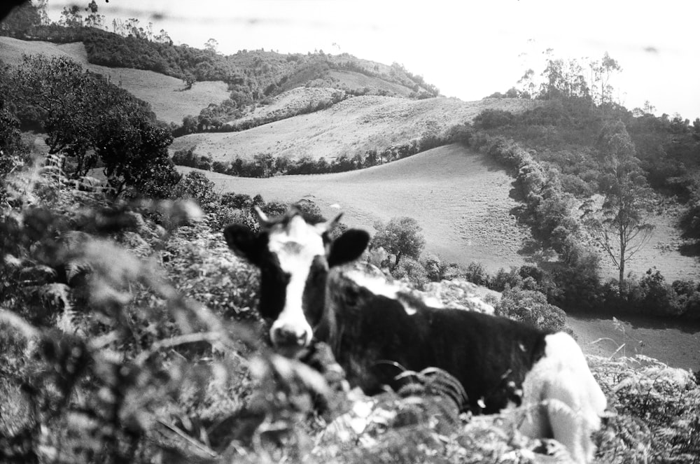 a black and white photo of a cow in a field