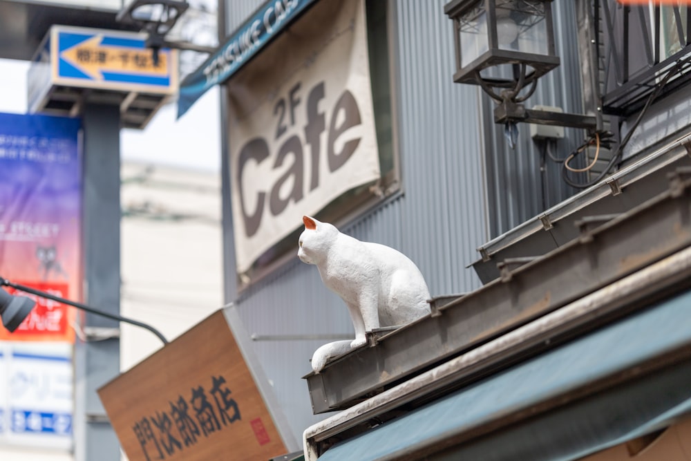 a white cat sitting on top of a building