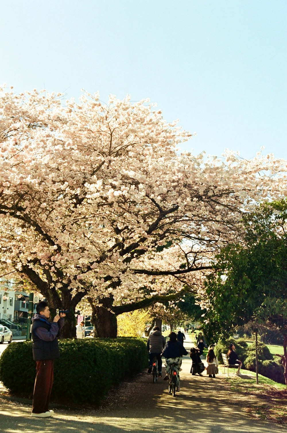 a group of people walking down a sidewalk next to a tree