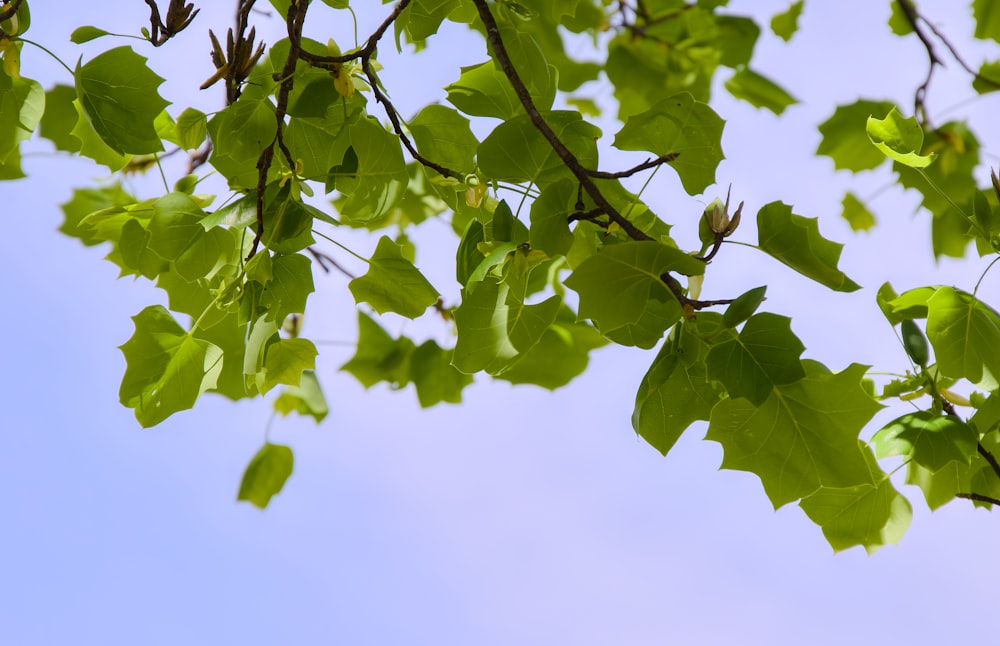 a tree branch with green leaves against a blue sky