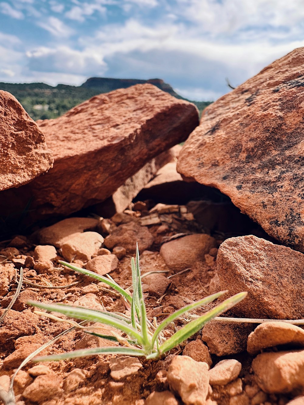 a small plant is growing out of some rocks