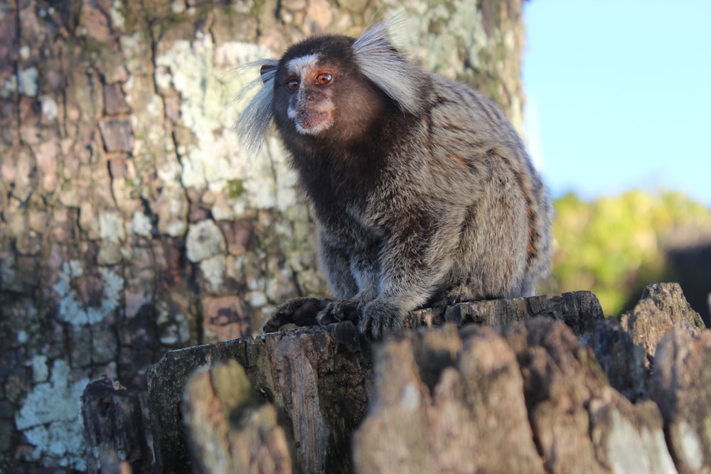 a monkey sitting on top of a tree stump