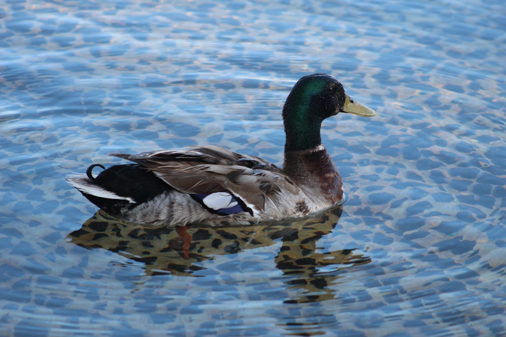 a duck floating on top of a body of water