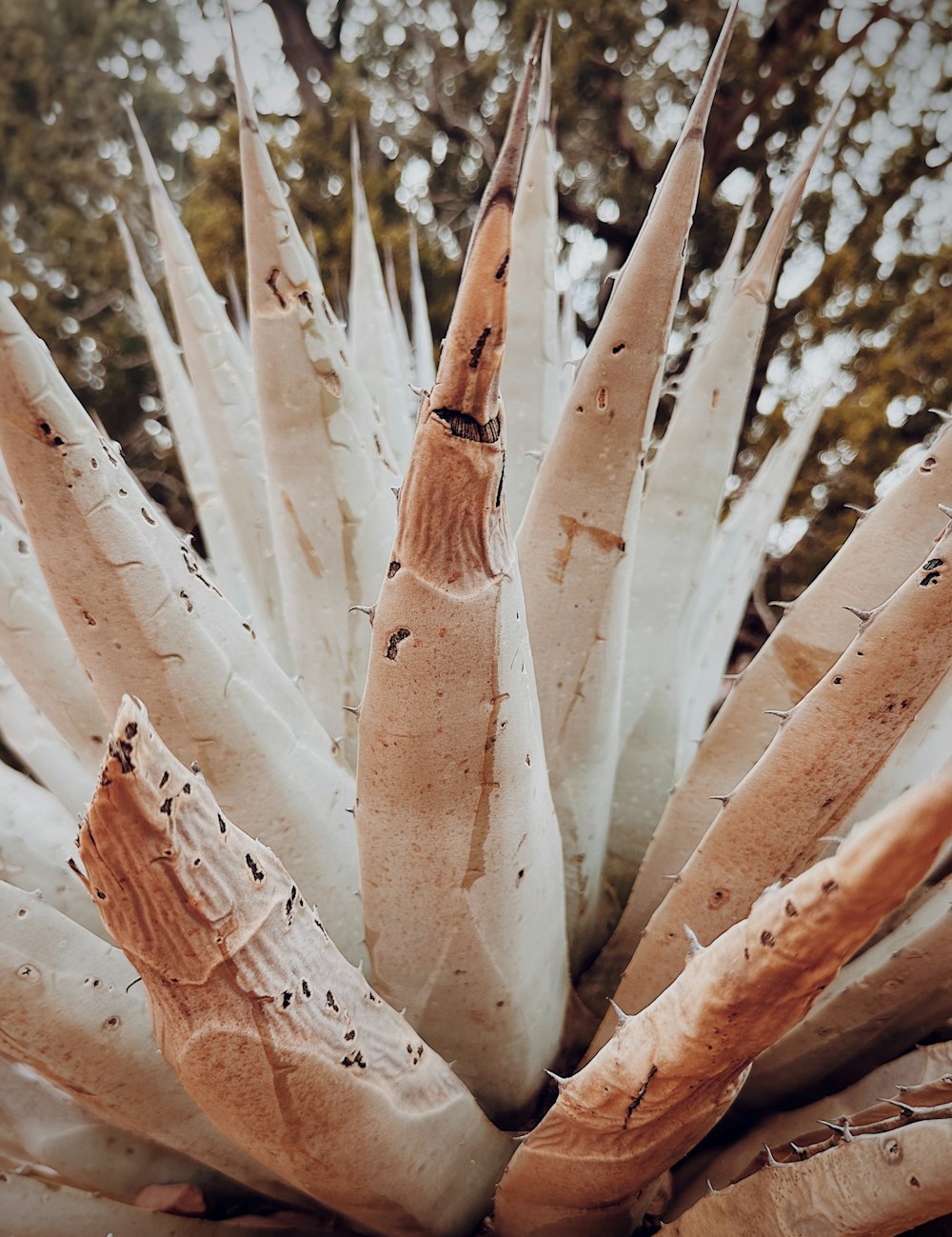 a close up of a plant with lots of dirt on it