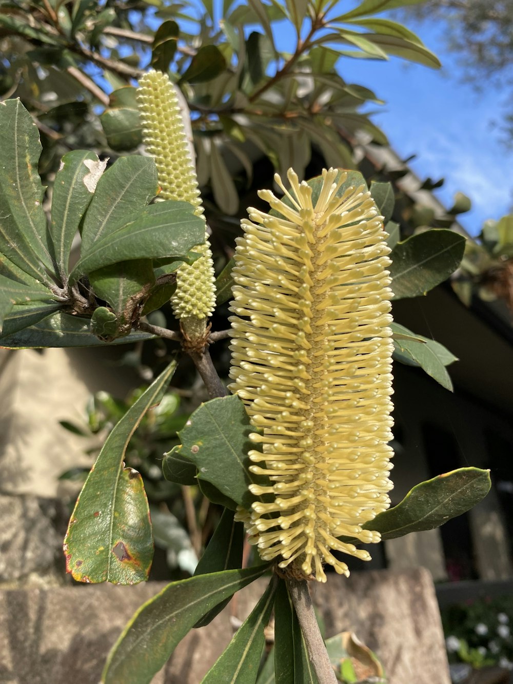 a close up of a flower on a tree