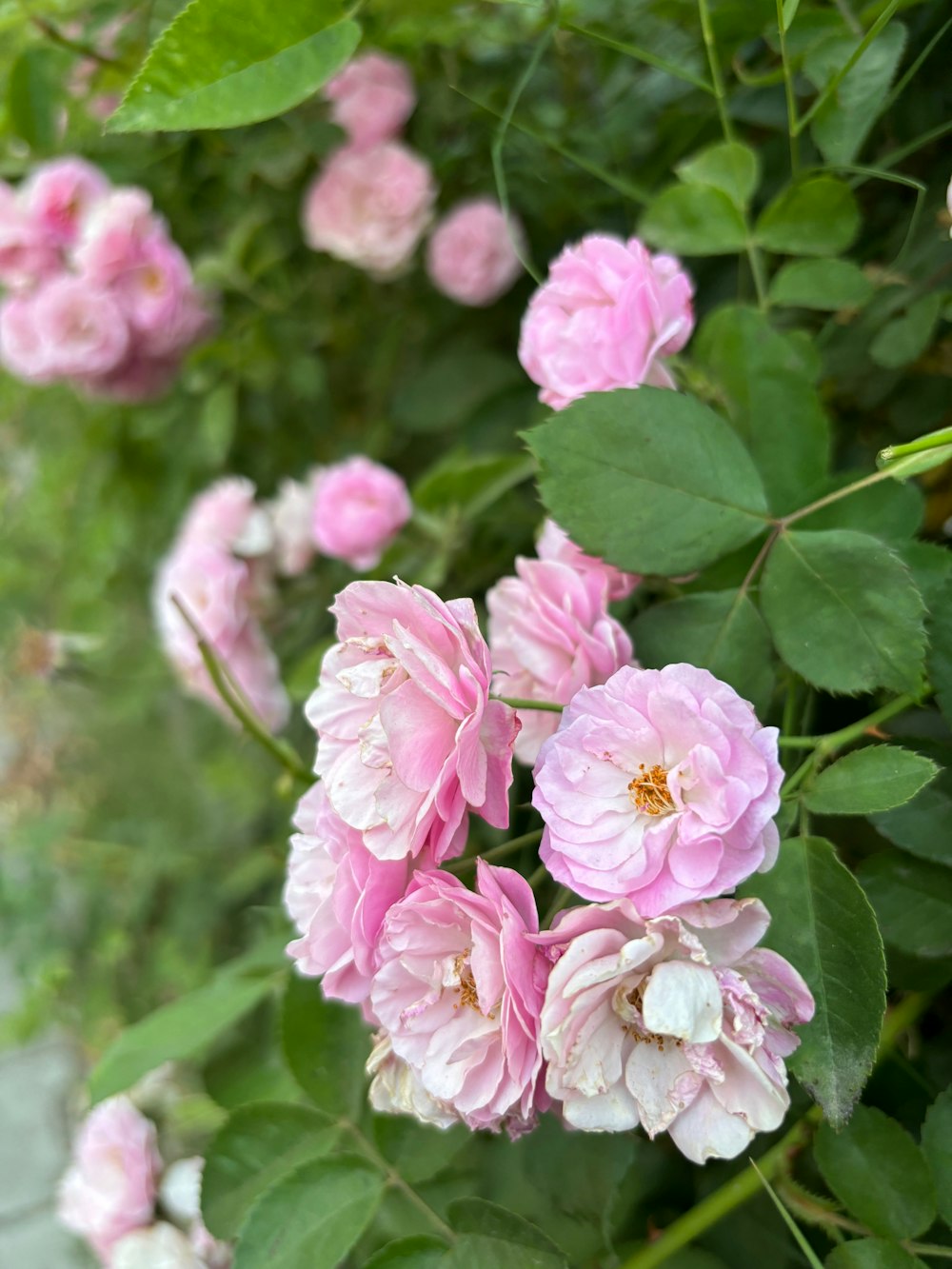 a bunch of pink flowers that are on a bush