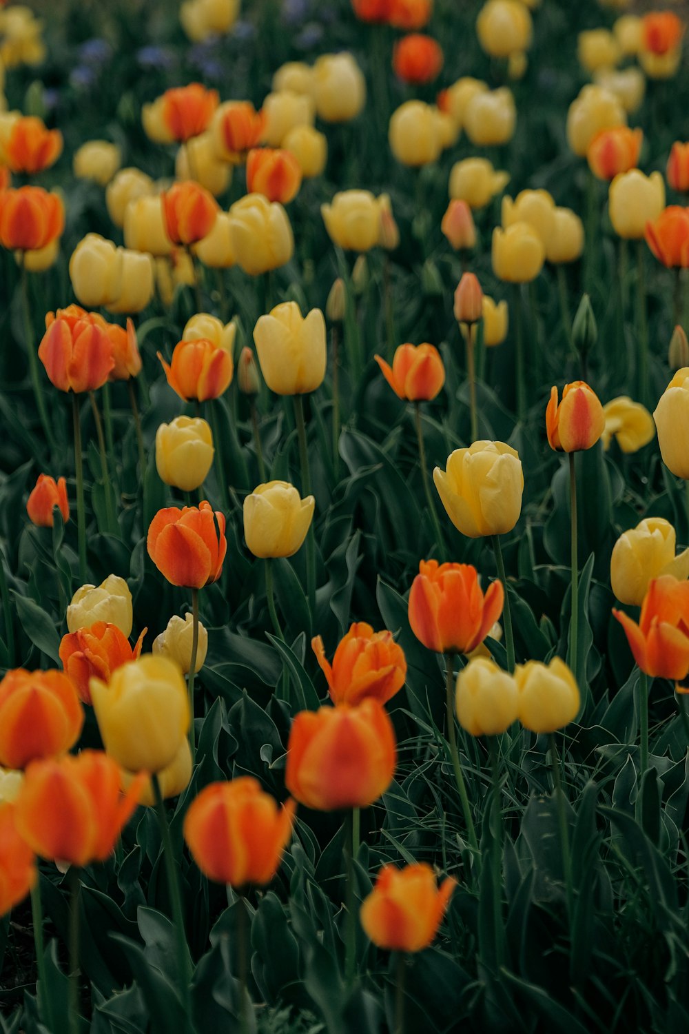 a field of orange and yellow tulips