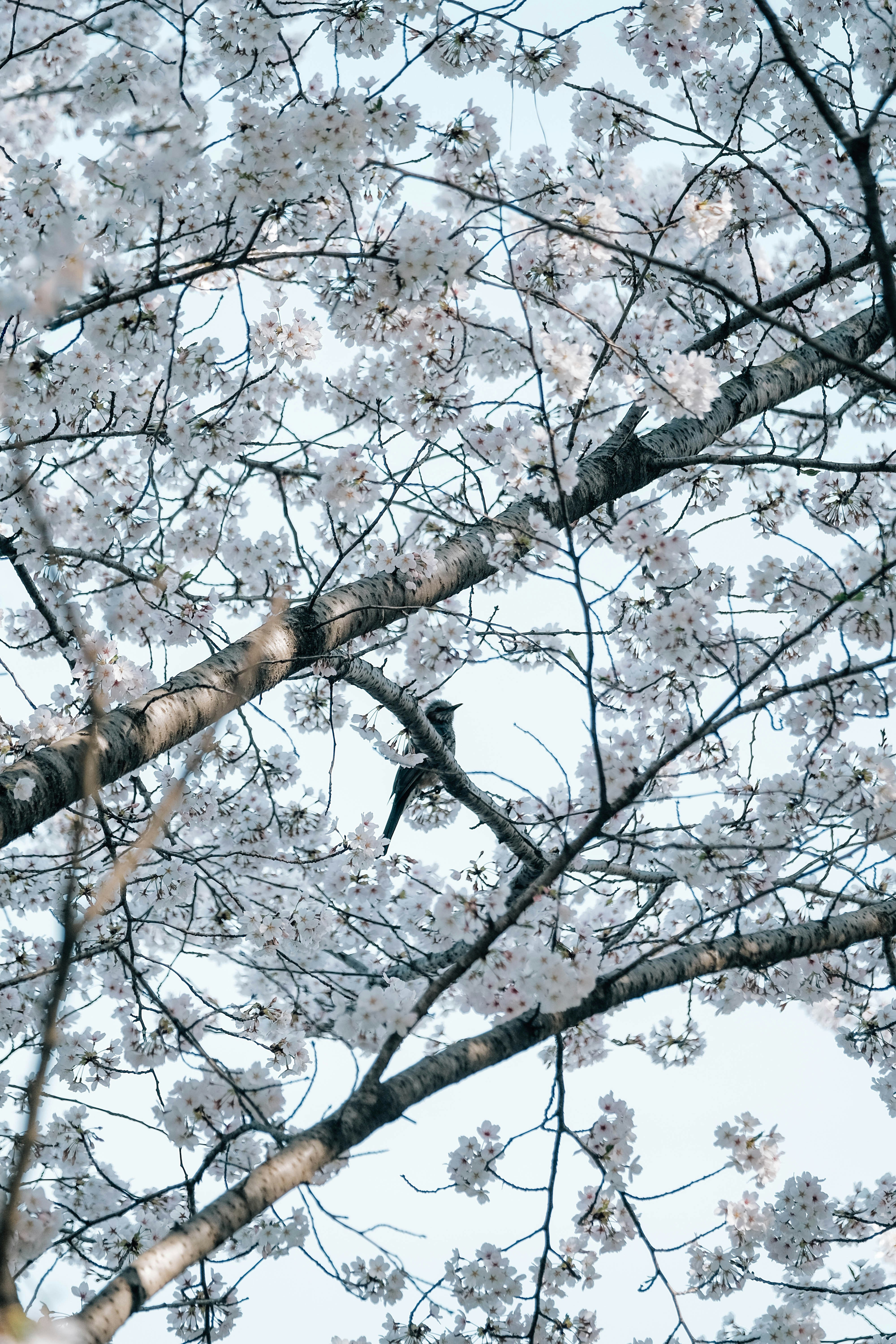 Photo by insungpandora