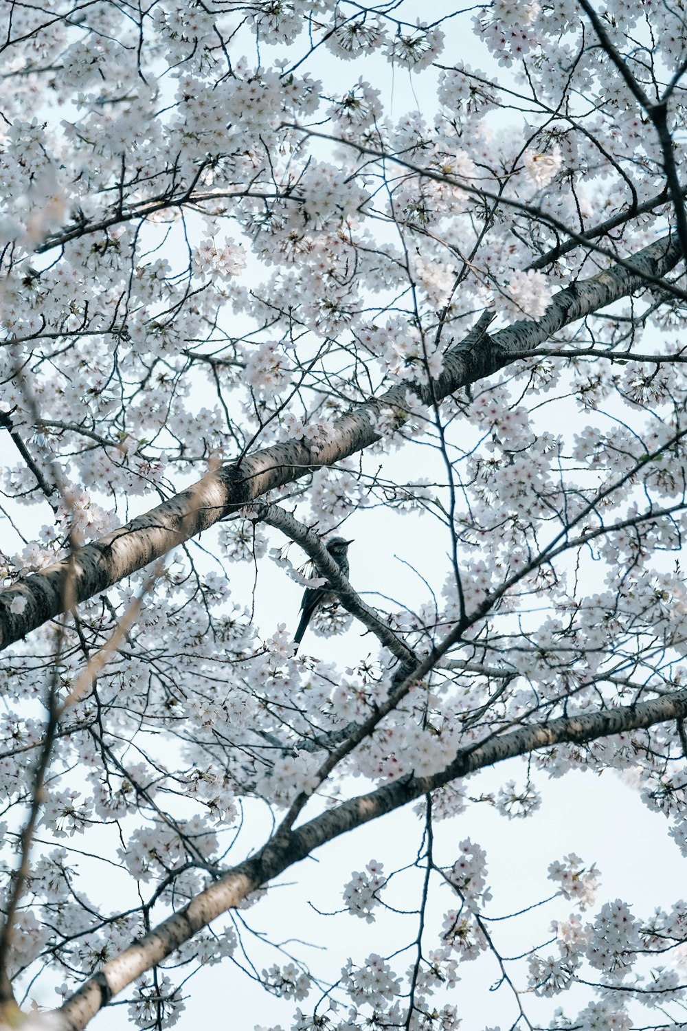 a bird sitting on a branch of a cherry blossom tree