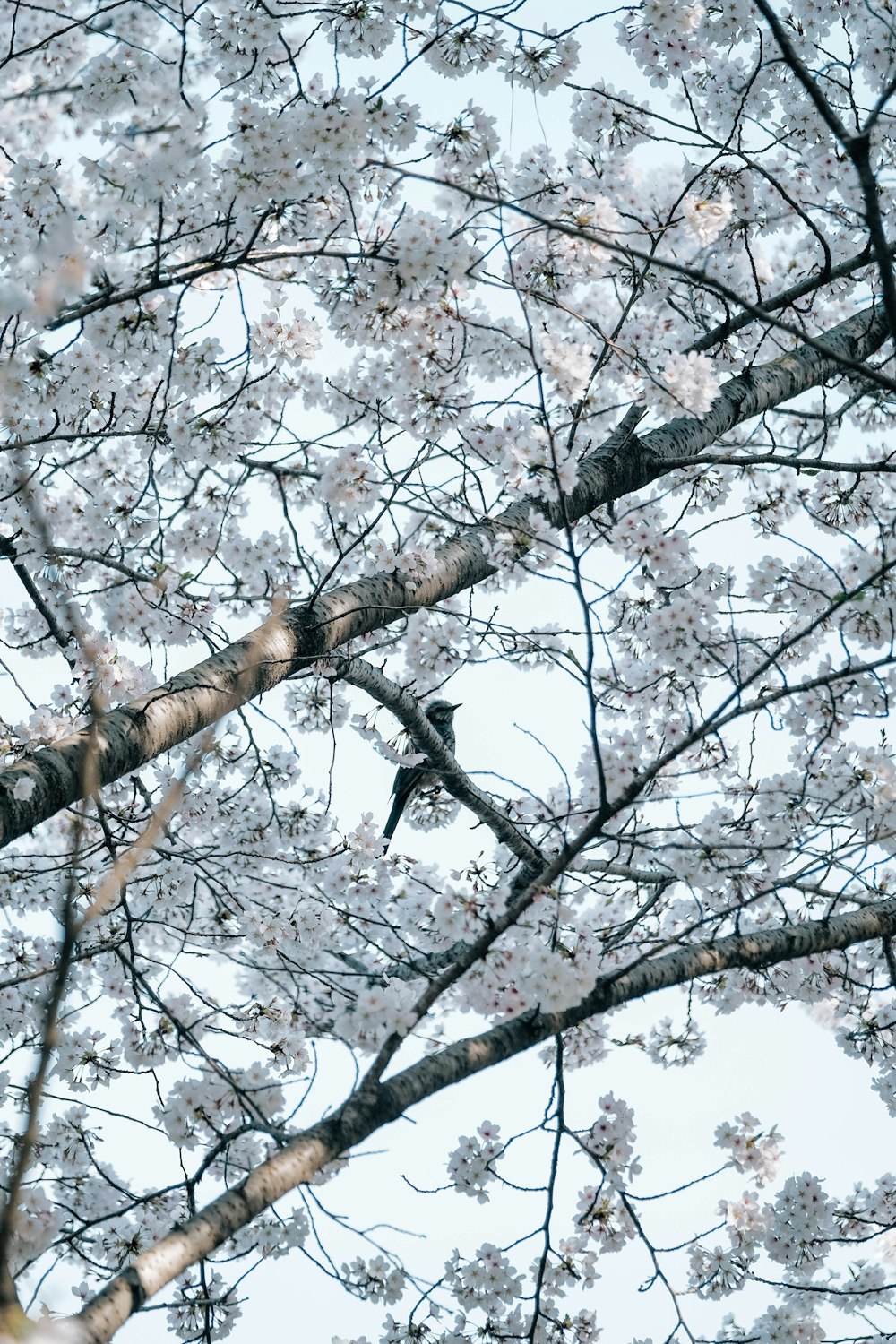 un uccello seduto su un ramo di un albero di ciliegio in fiore