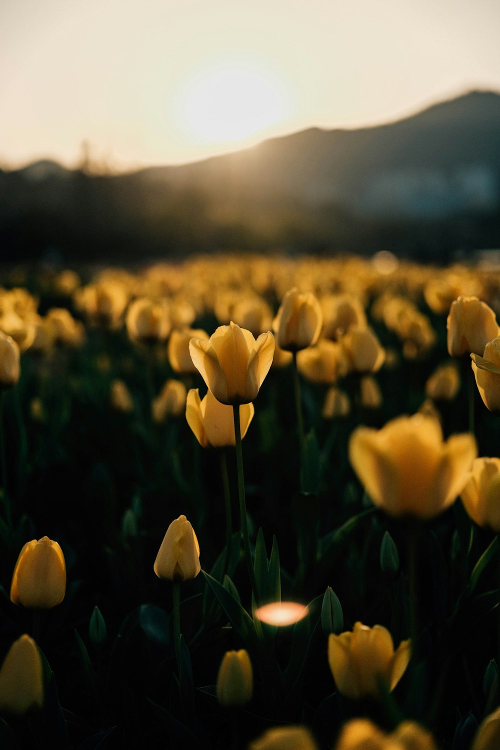 a field of yellow flowers with the sun in the background