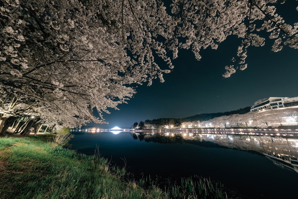 a body of water surrounded by trees and grass