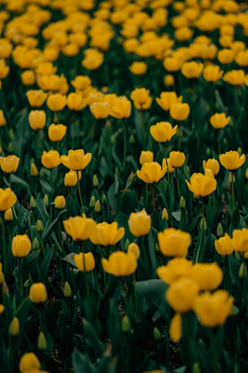 a field of yellow flowers with green leaves