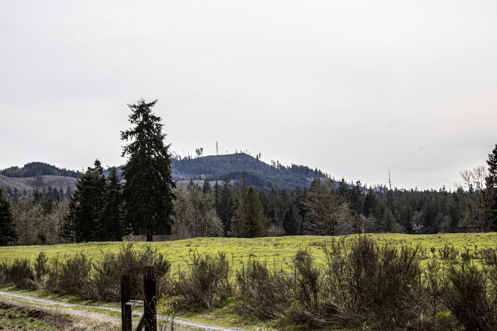 a grassy field with trees and mountains in the background