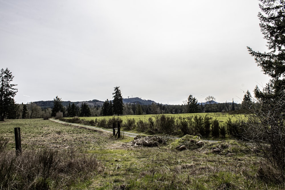 a grassy field with trees and a fence