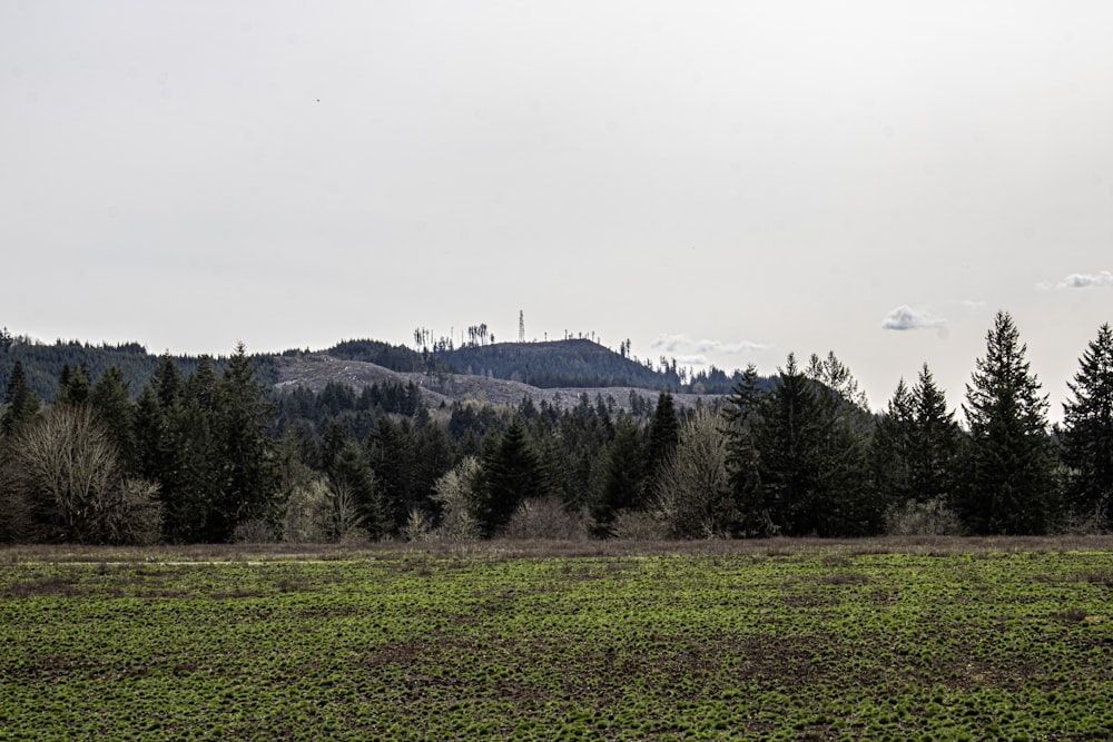 a field with trees and a mountain in the background