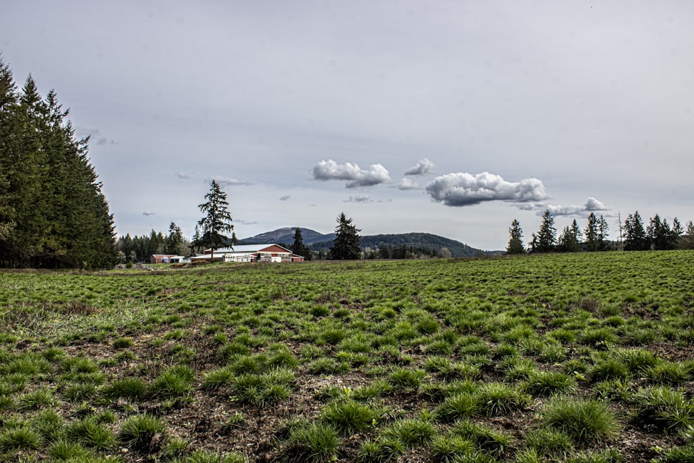 a field of grass with a house in the distance