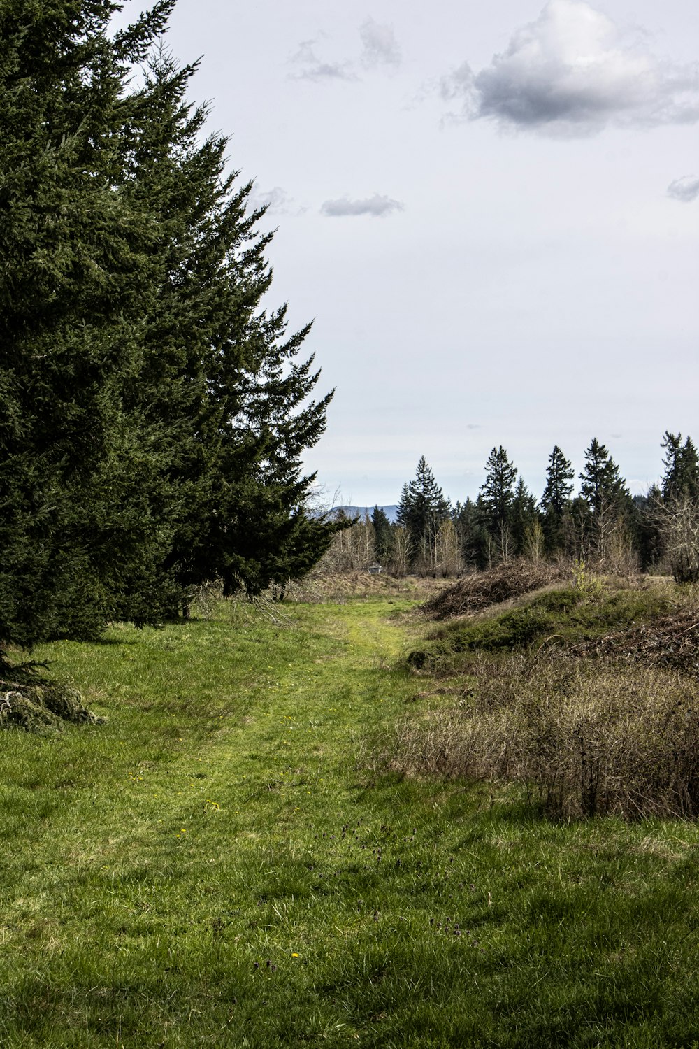 un champ herbeux avec des arbres et un banc au loin